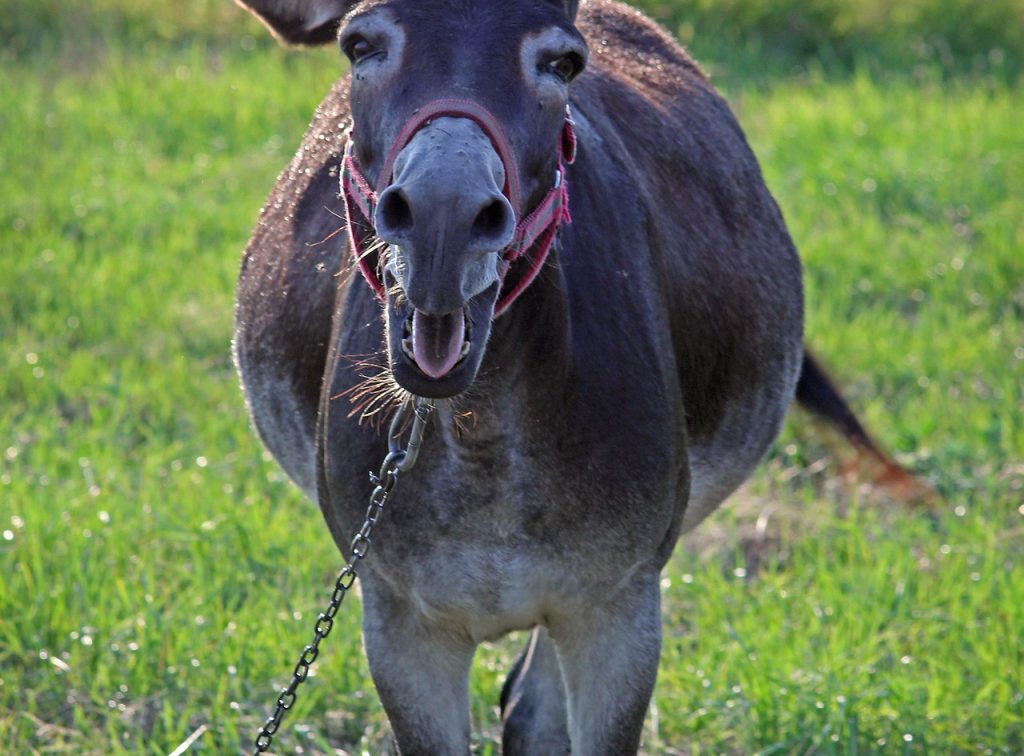 admiral_lebioda-donkey-3901330_1920